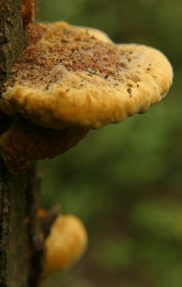 fungus photo