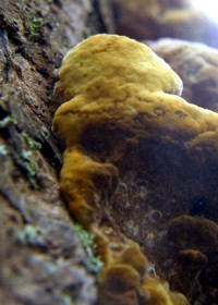 fungus photo