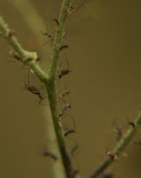 aphid photo