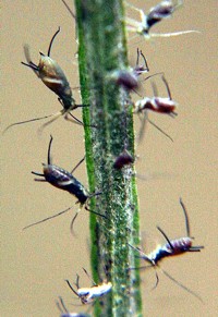 aphid photo