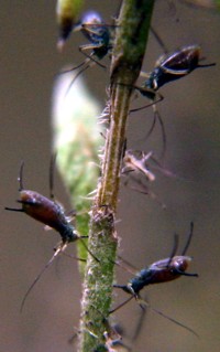 aphid photo