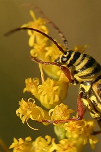 yellow beetle