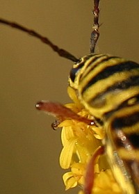 yellow beetle