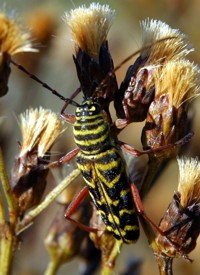 yellow beetle