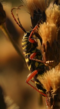 yellow beetle