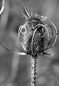 dried thistle photo