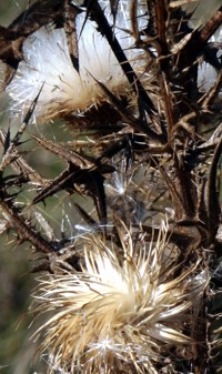 dried thistle photo