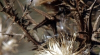 dried thistle photo