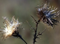 dried thistle photo