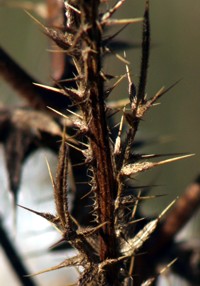 dried thistle photo