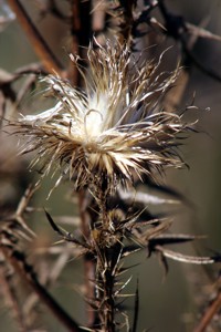 dried thistle photo