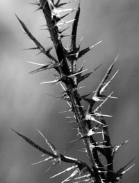 dried thistle photo