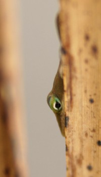 anole lizard