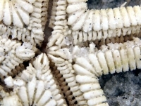 starfish bottom