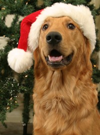 golden retriever photo