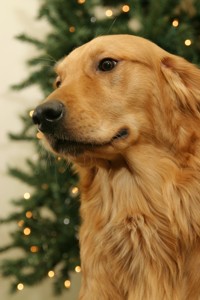 golden retriever photo