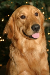 golden retriever photo