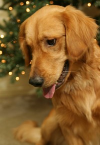 golden retriever photo