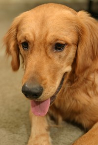 golden retriever photo