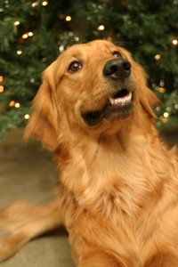 golden retriever photo