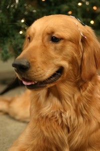 golden retriever photo