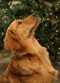 golden retriever photo