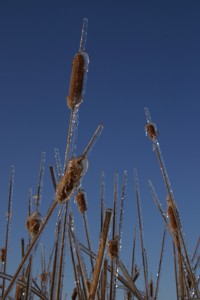 ice cat tails