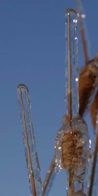 ice coating cat tails