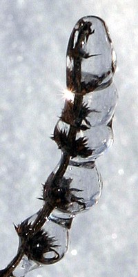 frozen plant