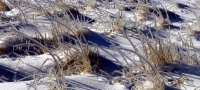 frozen grass