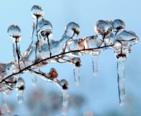 ice covered plant