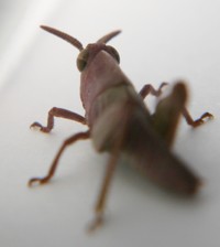 grasshopper