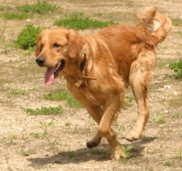 golden retriever