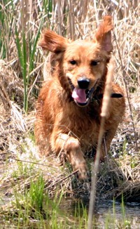 golden retriever