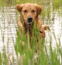 golden retriever