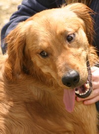 golden retriever