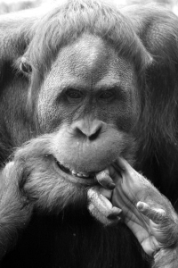 Orangutan Photo