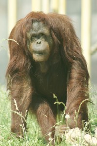 Orangutan Photo