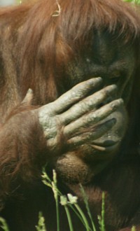 Orangutan Photo