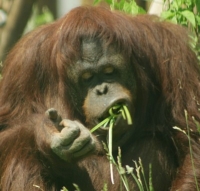 Orangutan Photo