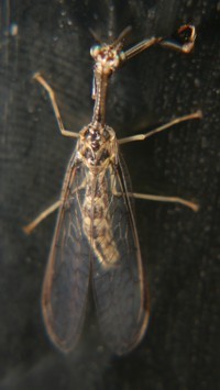 mantidfly photo