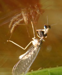 mantidfly photo