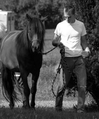 horse training photo