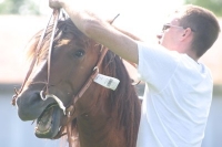 horse training photo