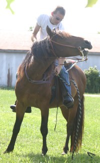 horse training photo