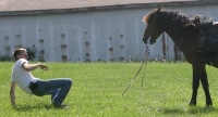 horse training photo