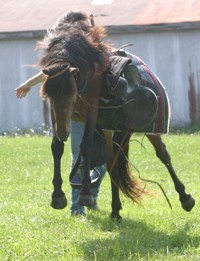 horse bucking photo