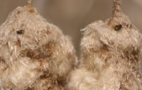 two flies on cattails