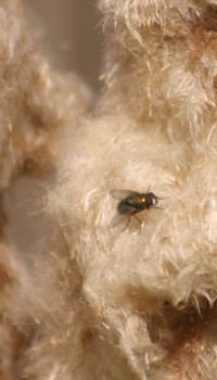 fly on cattail