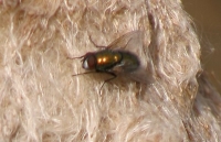 fly on cattail